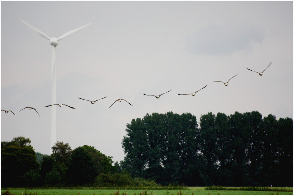 Wer hat hier wohl die bessern Flügel - Enten in Formation