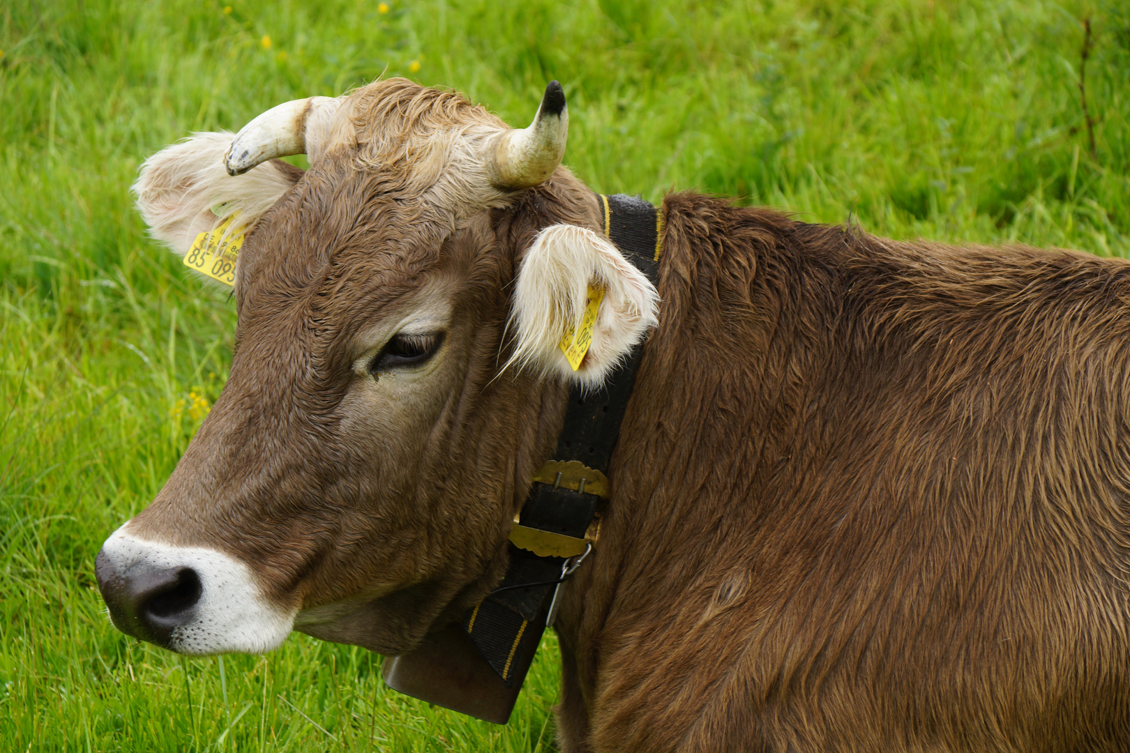 Wer hat mein Horn so verdreht ?