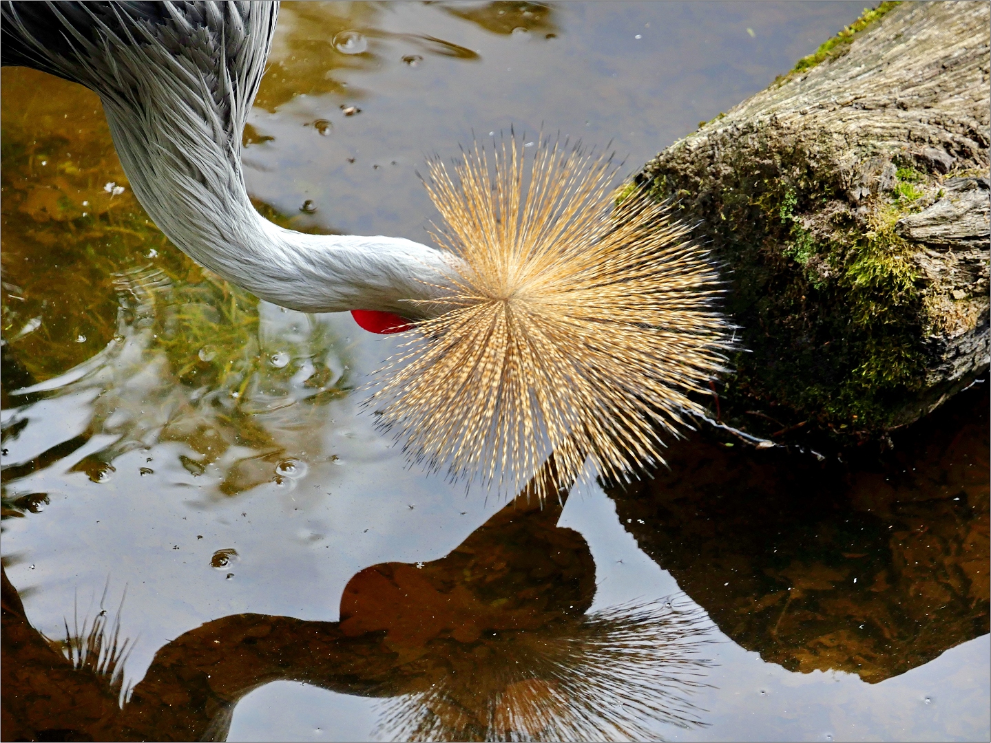 Wer hat mein Spiegelbild geklaut