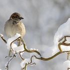 Wer hat mir denn den Haufen Schnee da schon wieder hingekippt?