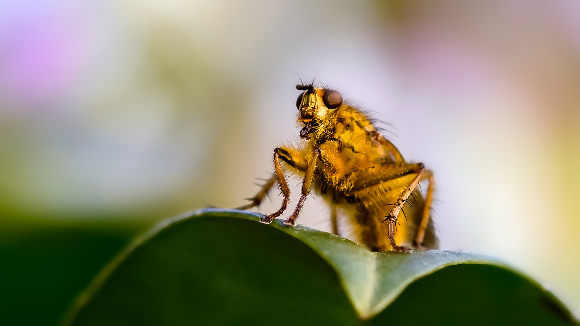 Wer hat sich da in meinem Garten verirrt?