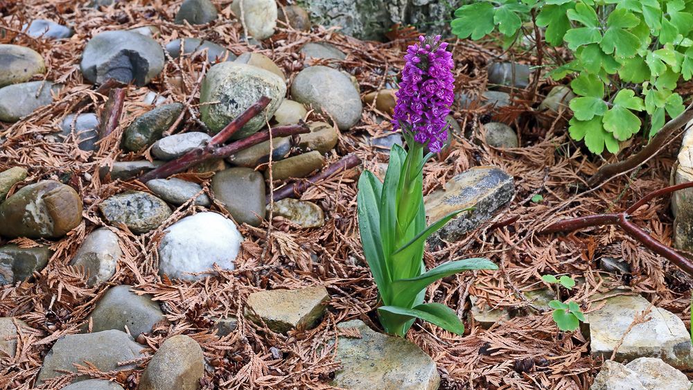 Wer hat sich hier ausgesät , besser gefragt welche Orchidee...?