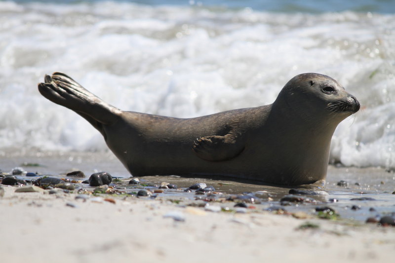 Wer hat solche Bilder schon in der freien Natur gesehen?