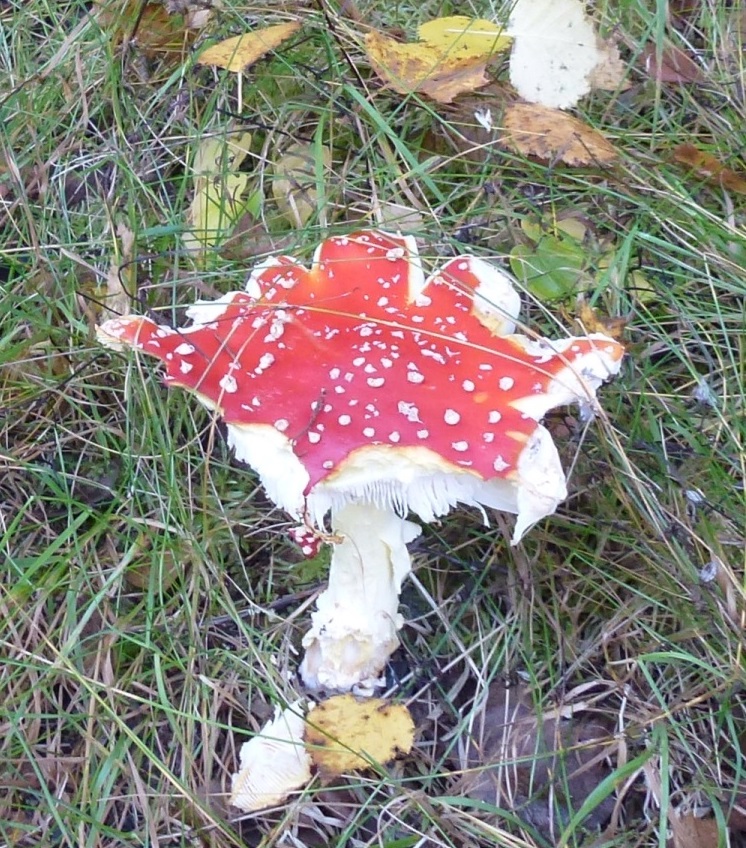 Wer hat von meinem Pilz gegessen?