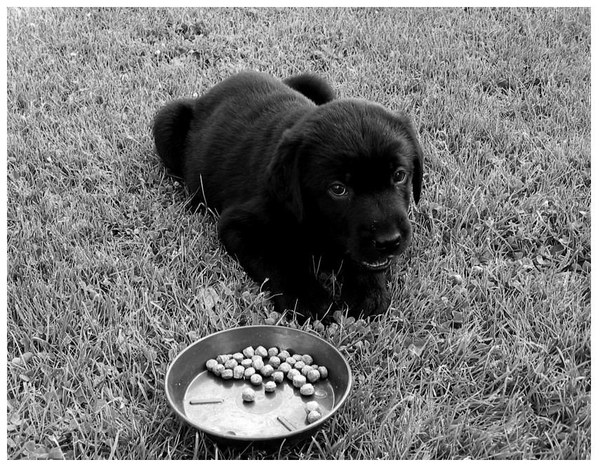 Wer hat von meinem Tellerchen gegessen? Foto & Bild tiere, haustiere, hunde Bilder auf