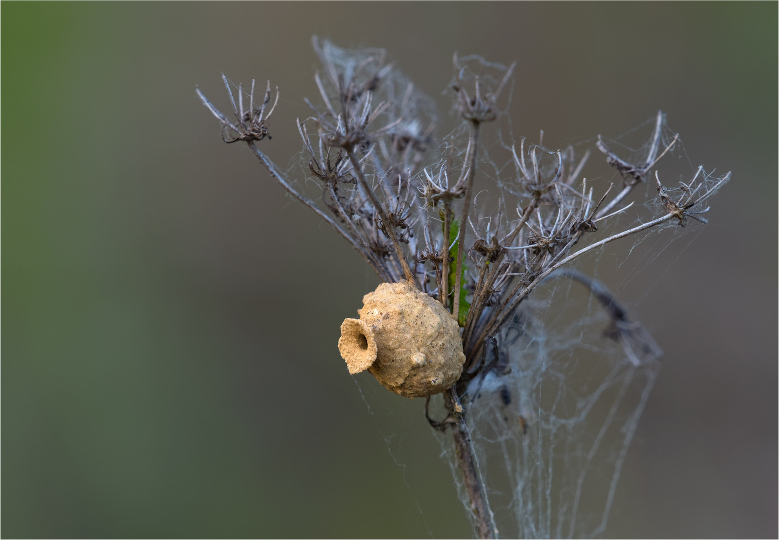 Wer hat`s  gebaut.......