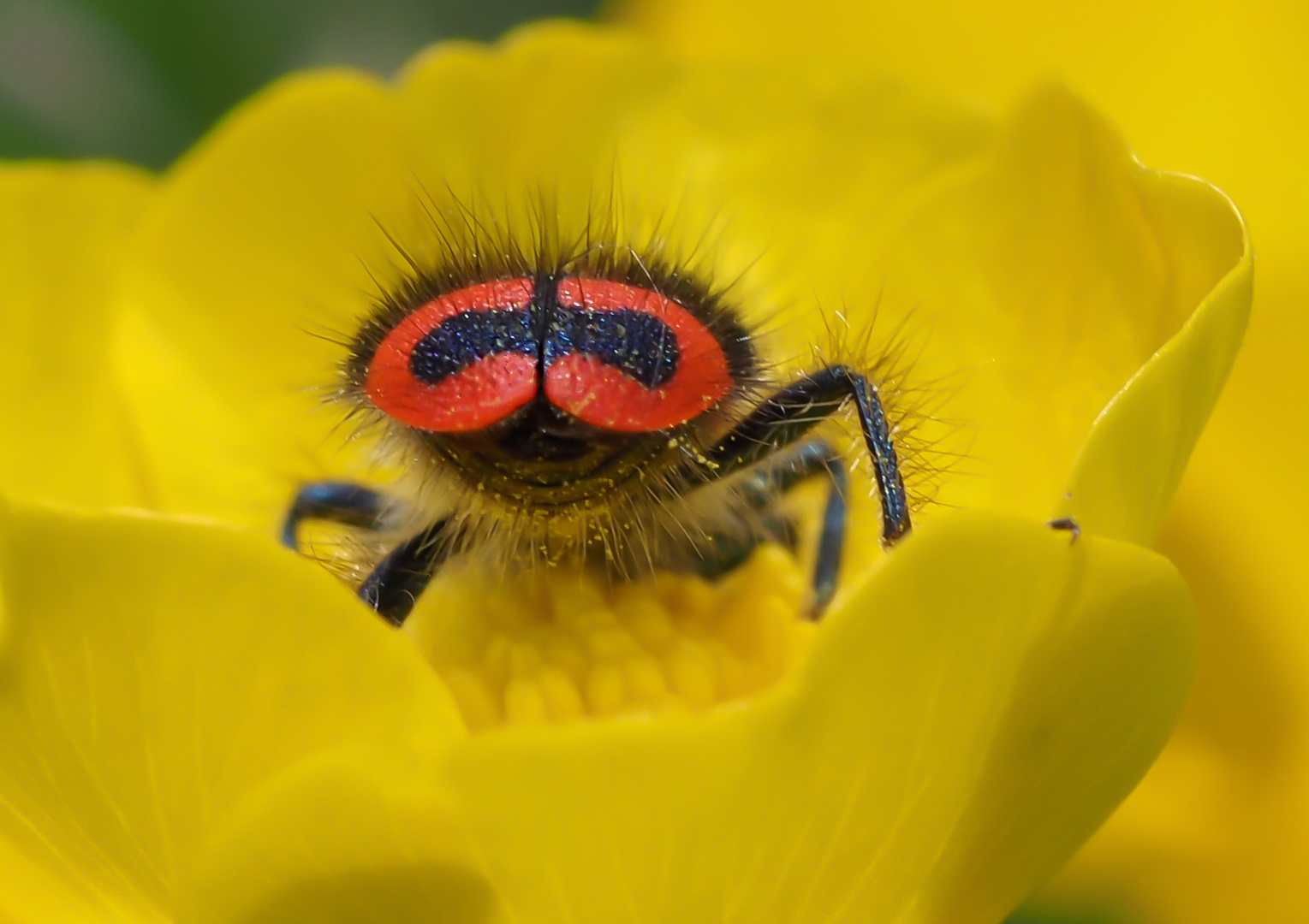 Wer hier die Augen oder Mundwerkzeug sucht