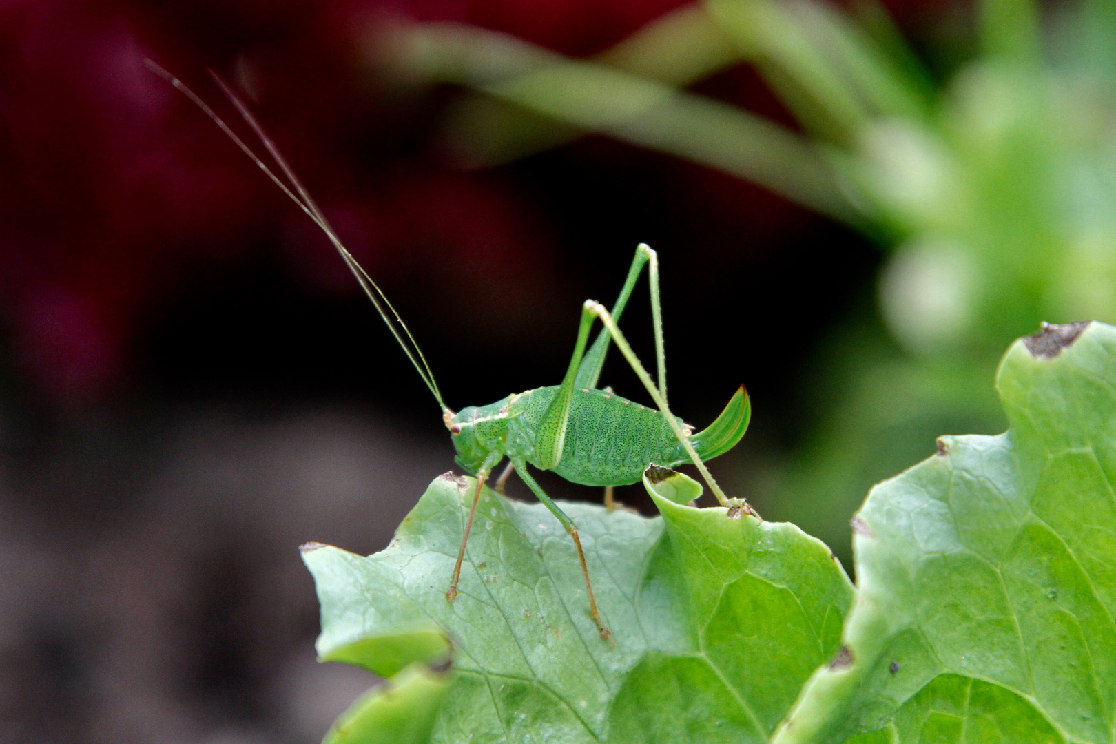 Wer immer ich auch bin, ich mag Salat !  (Laubheuschrecke)