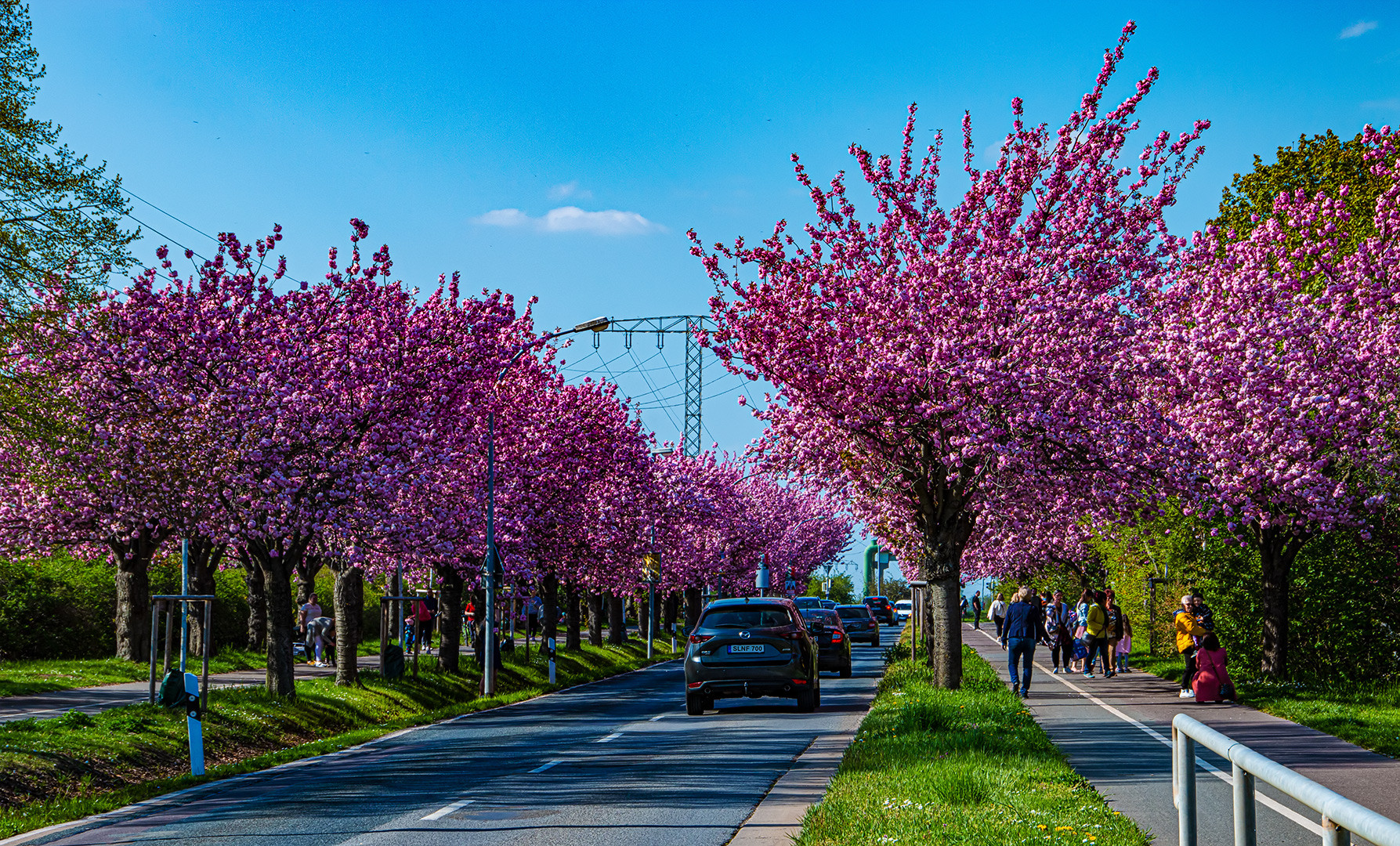 Wer in Magdeburg auf dem Holzweg ist...