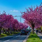 Wer in Magdeburg auf dem Holzweg ist...