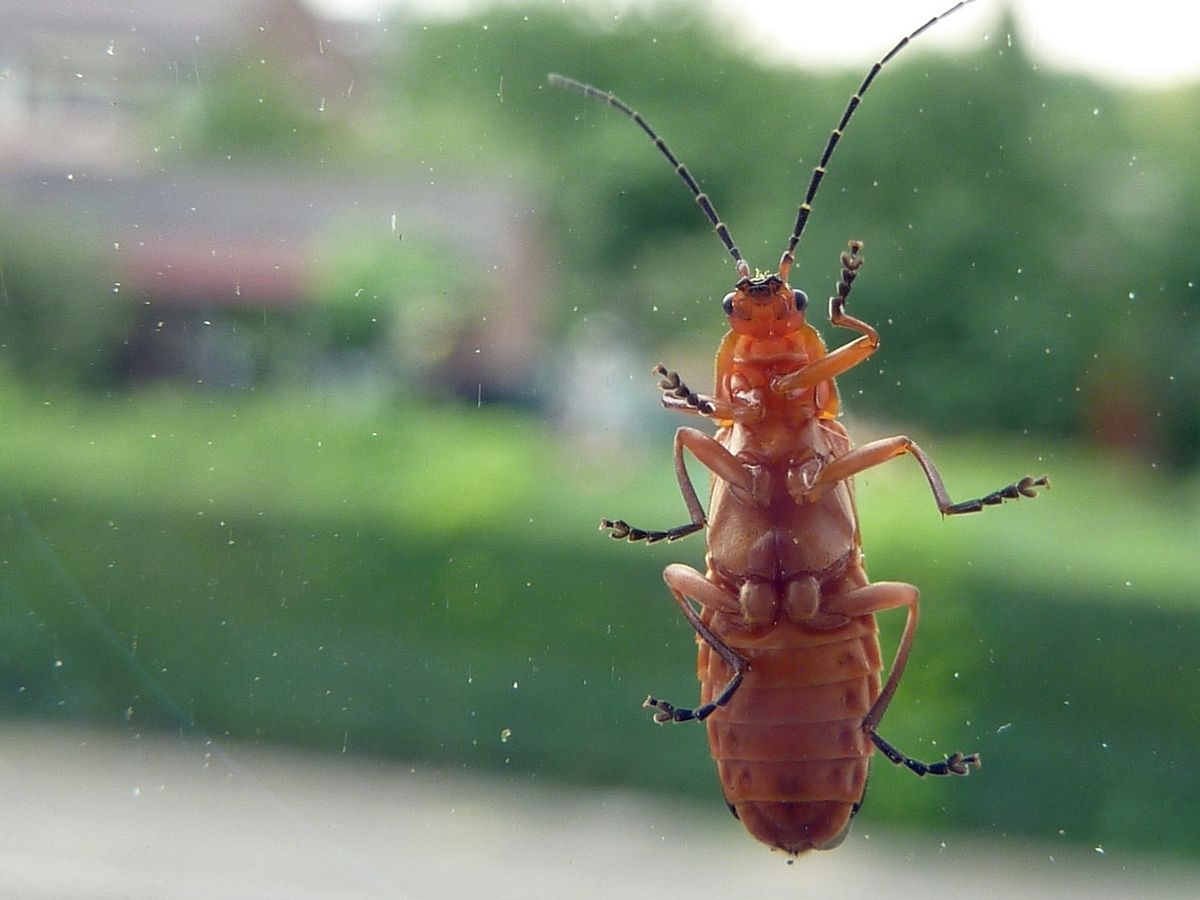 wer ist denn das hinter meiner Fensterscheibe?