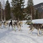 Wer ist der /die Schönste im ganzen Gespann ? :-)