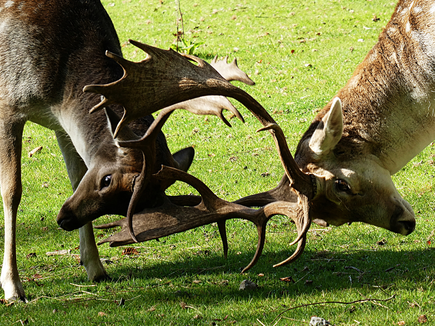 Wer ist der Platzhirsch?