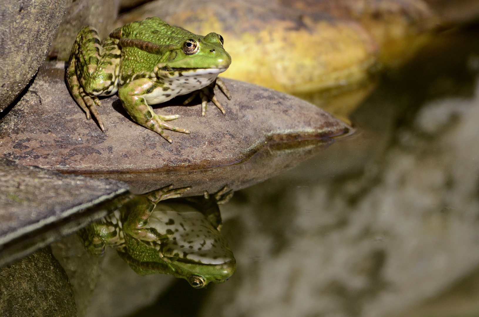 Wer ist der schönste Frosch bei uns im Teich 