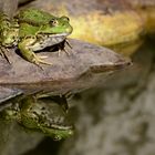 Wer ist der schönste Frosch bei uns im Teich 