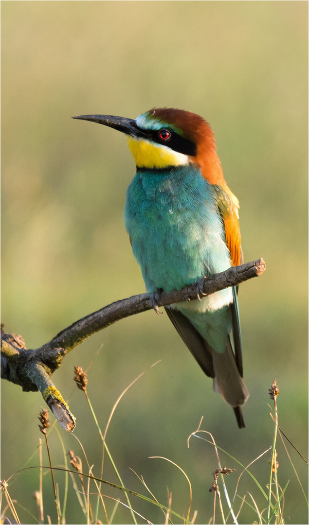 Wer ist der Schönste hier im Land? Foto & Bild natur, tiere, vögel