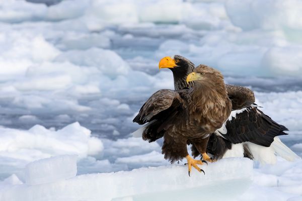 Wer ist der Schönste im eisigen Land ?