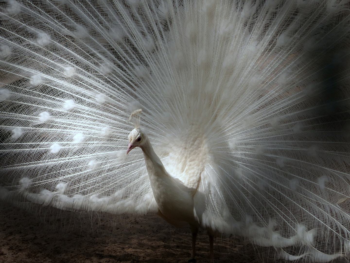 Wer ist der Schönste im ganzen Land Foto & Bild tiere, zoo, wildpark & falknerei, vögel Bilder Wer ist der Schönste im ganzen Land Foto & Bild tiere, zoo, wildpark & falknerei, vögel Bilder