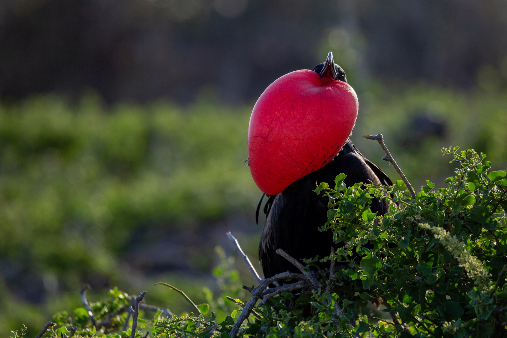 Wer ist der Schönste im ganzen Land ? Foto & Bild nature, red, rot Bilder auf Wer ist der Schönste im ganzen Land ? Foto & Bild nature, red, rot Bilder auf