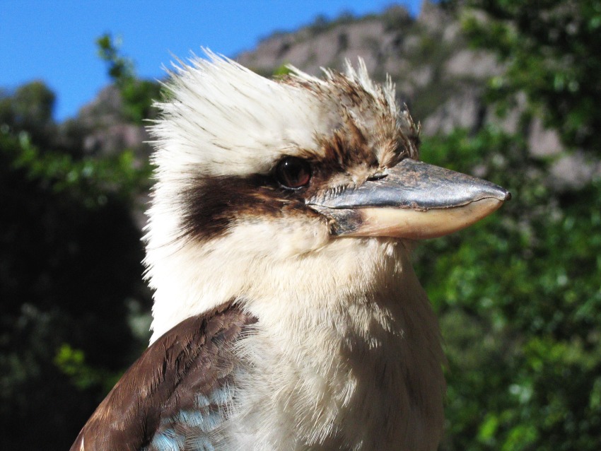 Wer ist der schönste im ganzen Land... Foto & Bild tiere, wildlife, wild lebende vögel Bilder Wer ist der schönste im ganzen Land... Foto & Bild tiere, wildlife, wild lebende vögel Bilder