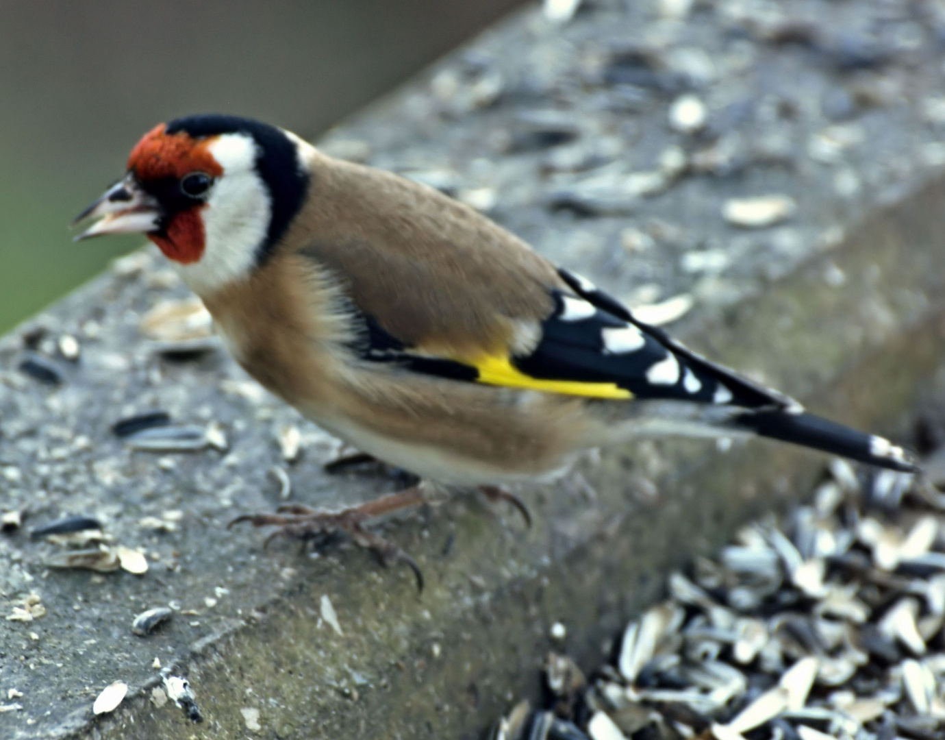Wer ist der Schönste im ganzen Land? Foto & Bild tiere, wildlife, wild lebende vögel Bilder Wer ist der Schönste im ganzen Land? Foto & Bild tiere, wildlife, wild lebende vögel Bilder