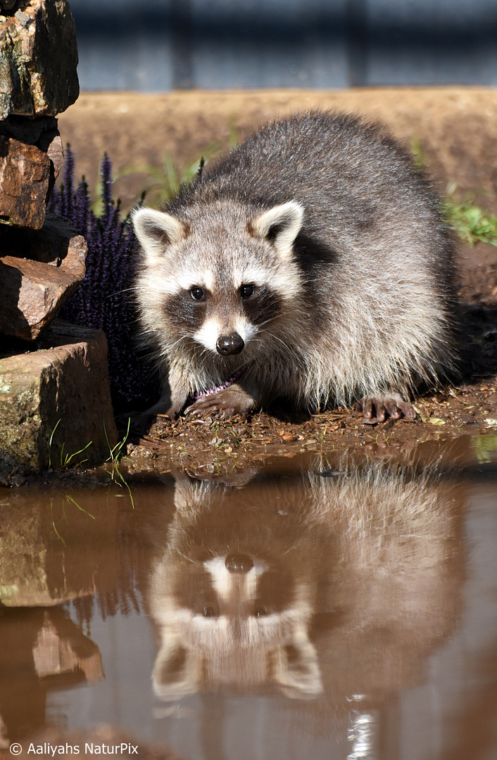 Wer ist der Schönste im ganzen Land? Foto & Bild tiere, wildlife