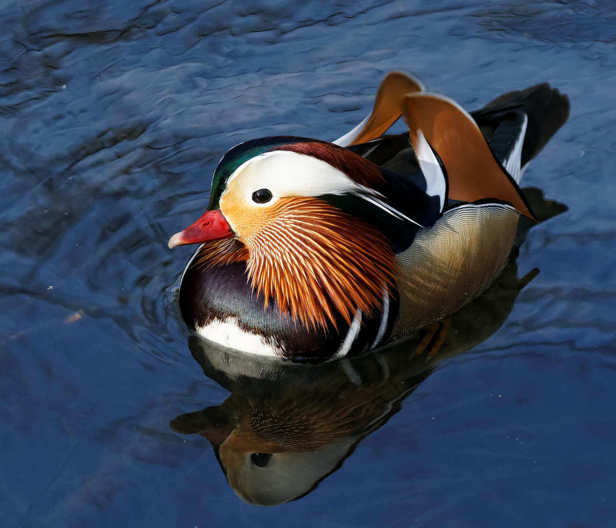 Wer ist der schönste im Land ? Foto & Bild tiere, wildlife, wild
