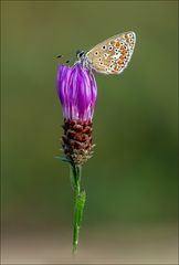 Wer ist die Schönste... Blüte oder Bläuling? :-)
