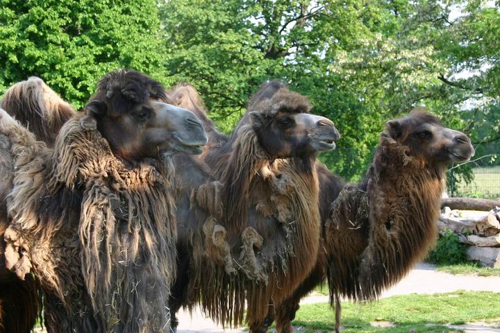 Wer ist die Schönste im ganzen Land Foto & Bild tiere, zoo, wildpark