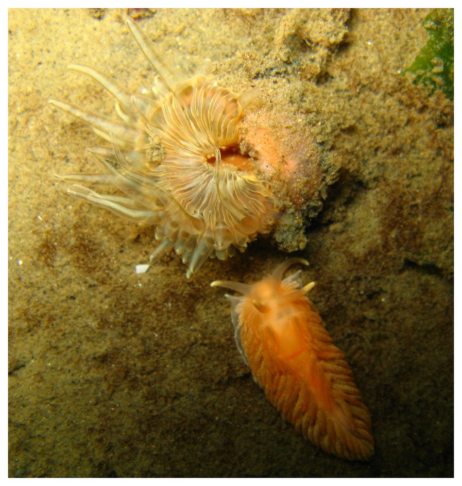 Wer ist die Schönste im ganzen Land? Foto & Bild unterwasser, uw