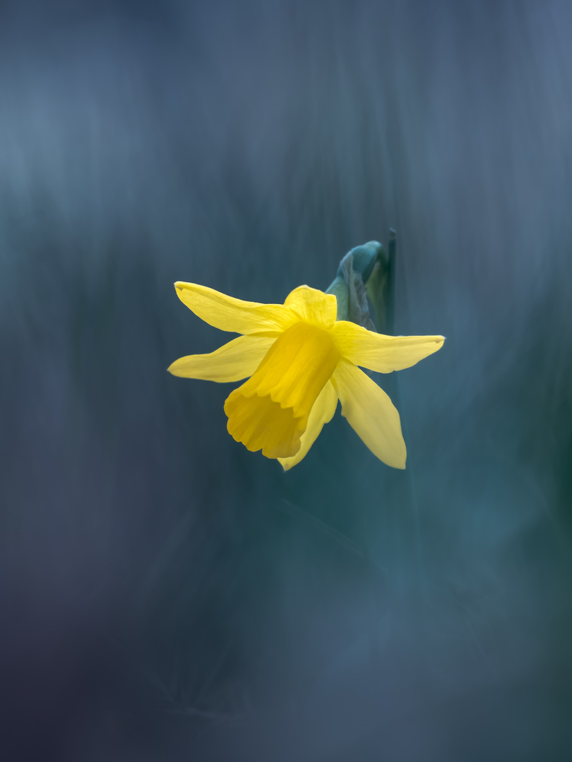 Wer ist die Schönste im ganzen Land... Foto & Bild frühling, natur