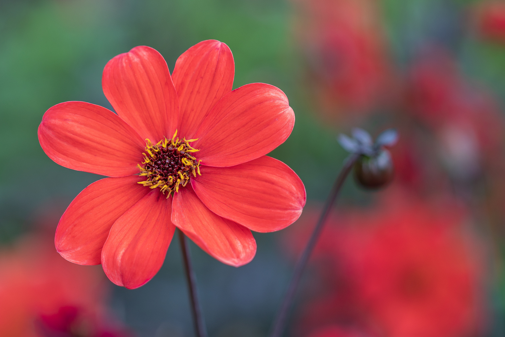 ... wer ist die schönste im Garten?