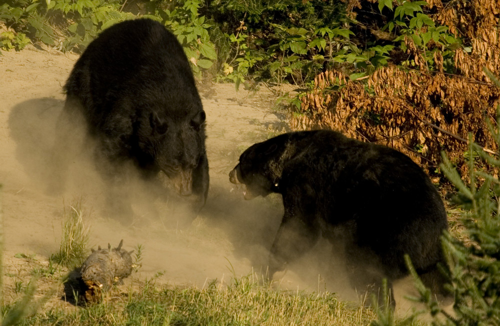 Wer ist hier Chef im Ring? ( Ursus americanus)