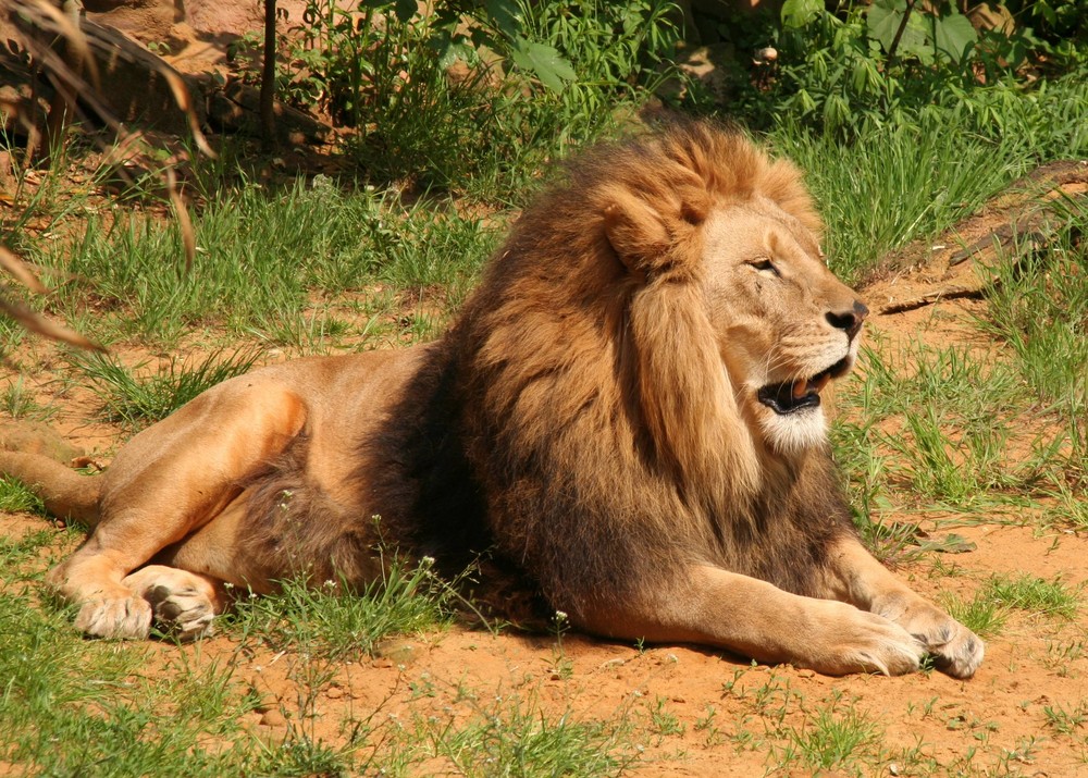 Wer ist hier der König?