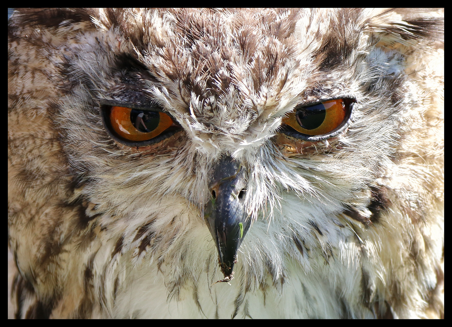 Wer ist hier kauzig, Du Vogel?