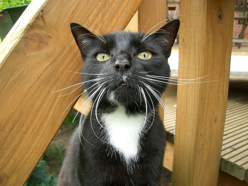 wer ist hier müde - mein Kater "LEO"