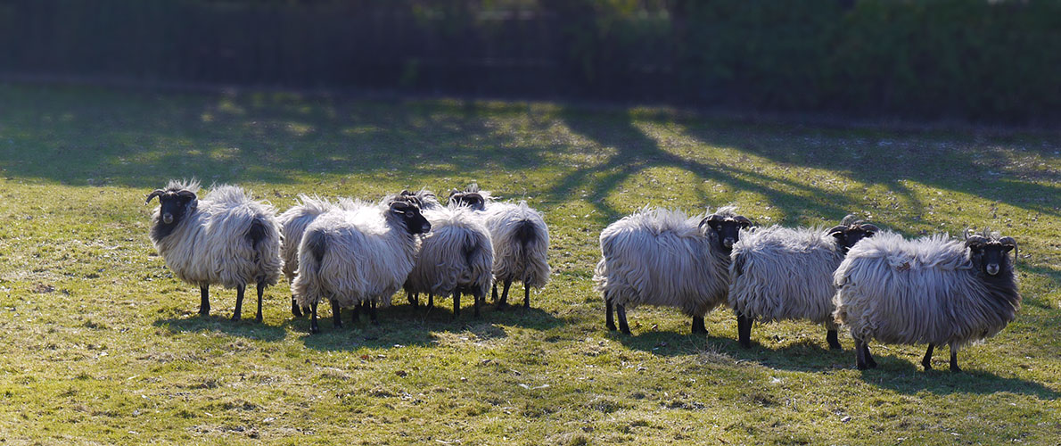 Wer ist hier Shaun?