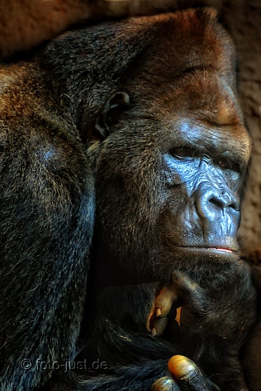 Wer ist im Zoo? Ihr da draußen oder wir da drin?