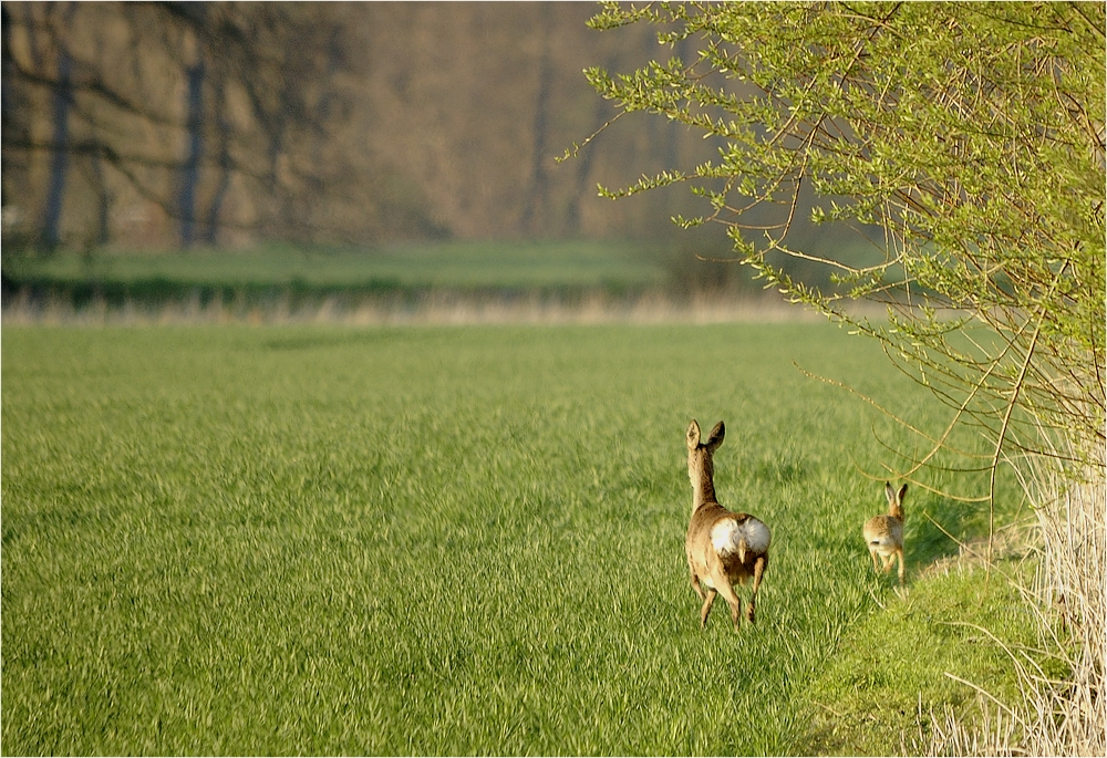 Wer ist schneller ?