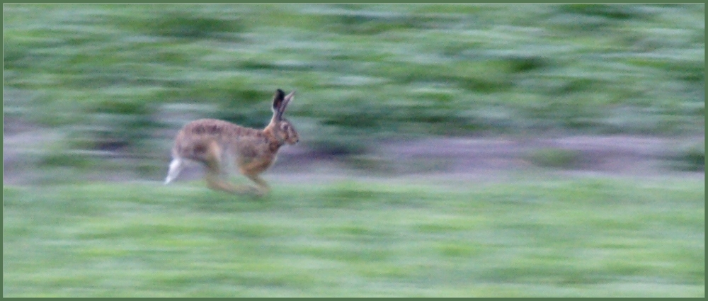 Wer ist schneller das Auto oder der Hase !?!