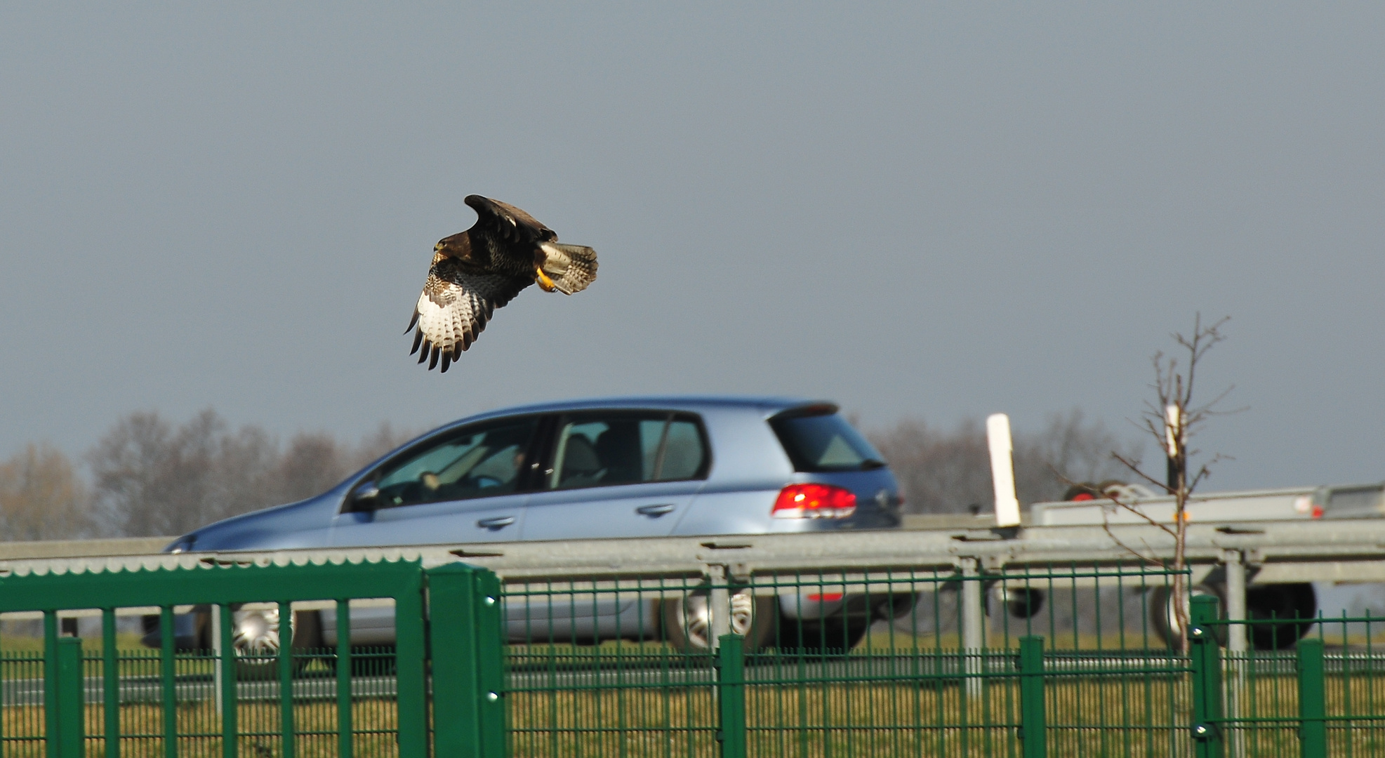 Wer ist schneller - VW Golf oder der Bussard.