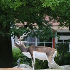 Wer ist schöner der Baum oder ich