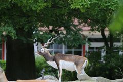 Wer ist schöner der Baum oder ich