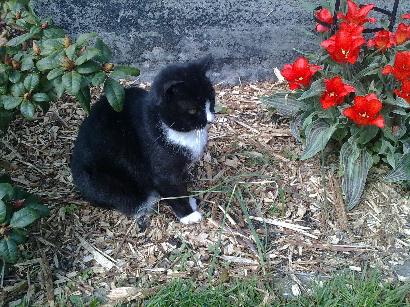 Wer ist schöner - die Katze oder die Blumen?