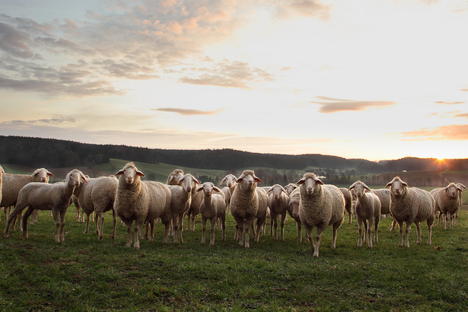 Wer ist Shaun?