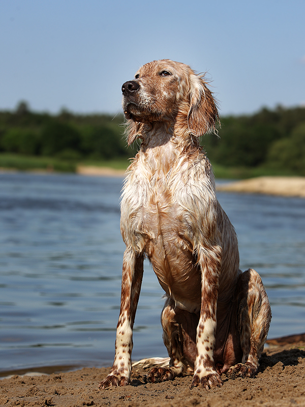 Wer je das Glück hatte, einen Seelenhund zu besitzen...