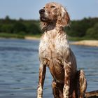 Wer je das Glück hatte, einen Seelenhund zu besitzen...