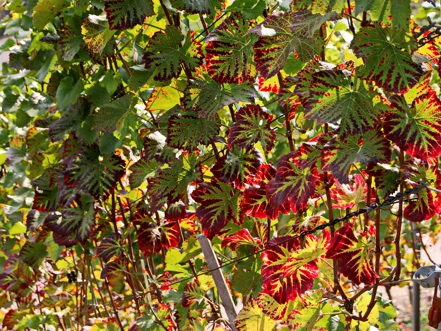 wer kann besser malen als der Herbst (c)