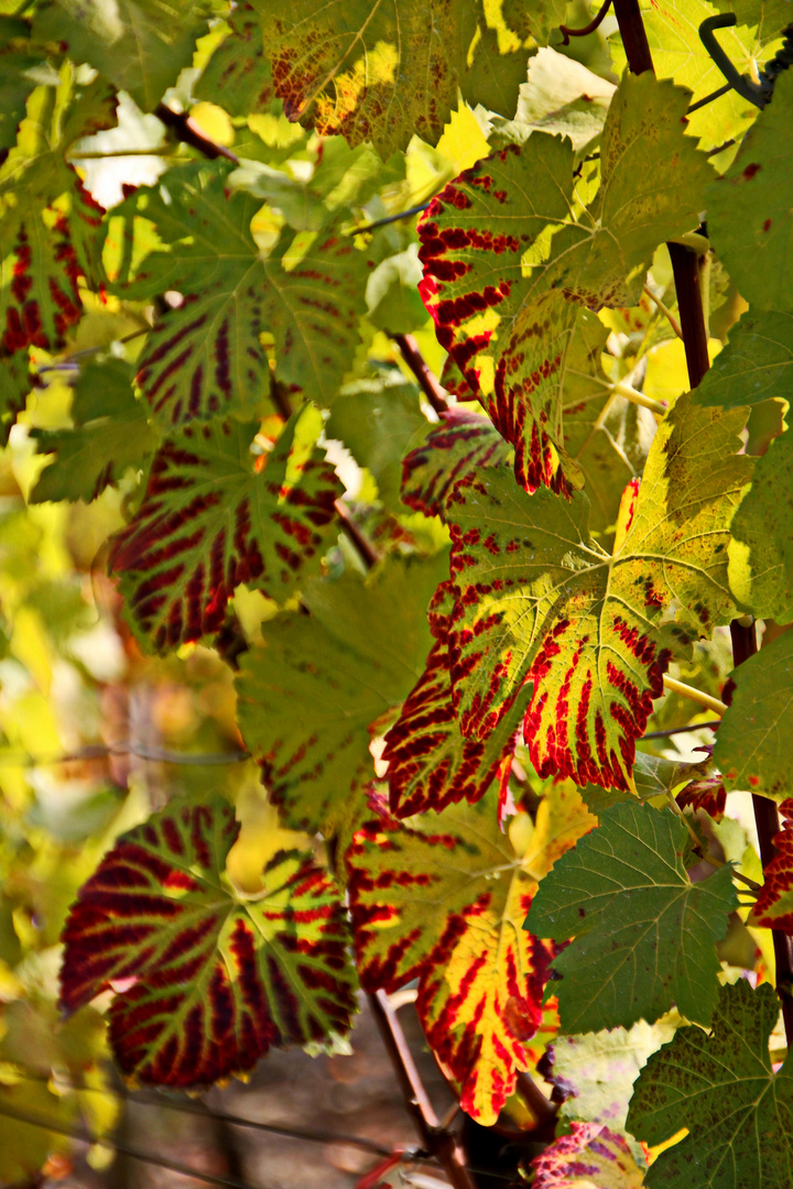 wer kann besser malen als der Herbst (d)