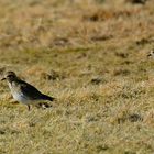 Wer kann diese Limikolen/Charadriiformes bestimmen? Womöglich ein Goldregenpfeifer?